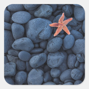 Pegatina Cuadrada Starfish En Rocas Negras A Lo Largo De La Costa