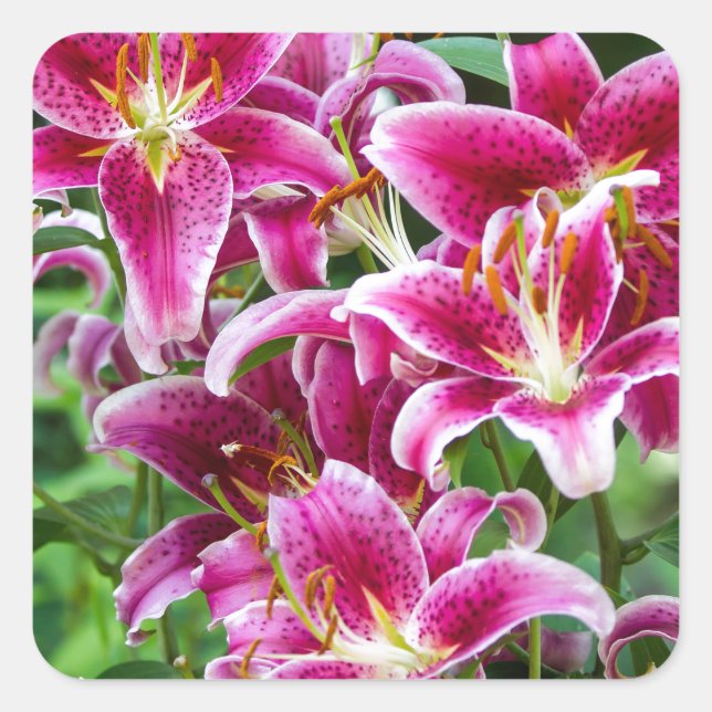 Pegatina Cuadrada Stargazer Lilies (Anverso)