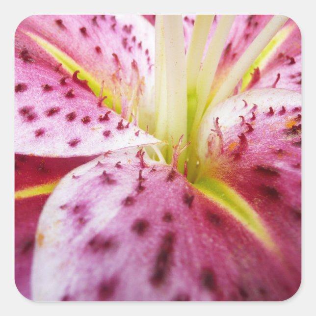 Pegatina Cuadrada Stargazer Lily Bright Magenta Floral (Anverso)