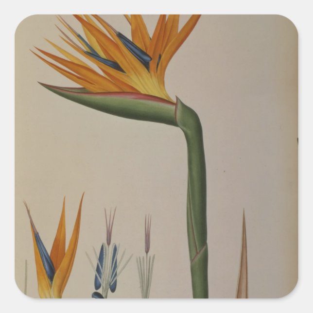 Pegatina Cuadrada Strelitzia Reginae, de 'Les Strelitziacees' (Anverso)