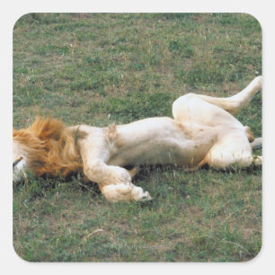 Pegatina Cuadrada Stretching de leones masculinos