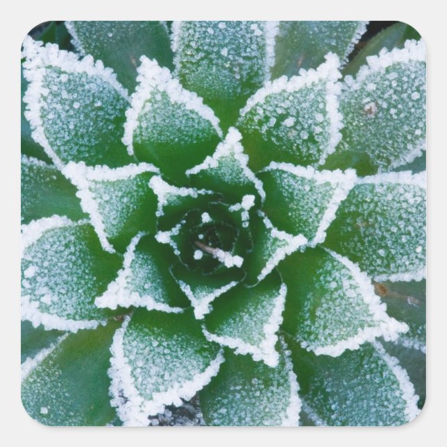 Pegatina Cuadrada suculenta Hen & Chicks con escarcha temprano (Anverso)