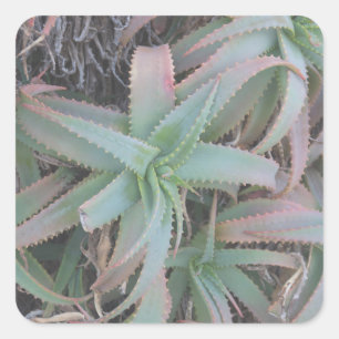 Pegatina Cuadrada suculentas de Nevada
