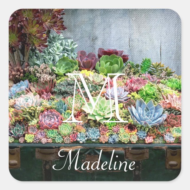 Pegatina Cuadrada Suculentos en el tesoro de Chest (Anverso)