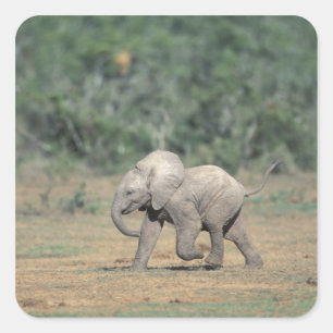Pegatina Cuadrada Sudáfrica, Parque Nacional Addo Elephant. Bebé