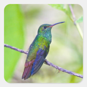 Pegatina Cuadrada Sudamérica, Costa Rica, Sarapiqui, La Selva