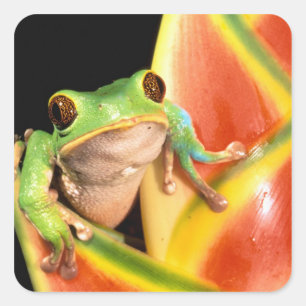 Pegatina Cuadrada Sudamérica, Ecuador, Amazonas. Rana de árbol