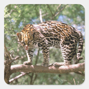 Pegatina Cuadrada Sudamérica, Ecuador, Amazonia. Ocelote