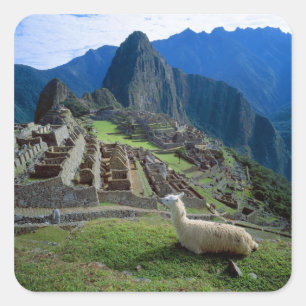 Pegatina Cuadrada Sudamérica, Perú. Una llama descansa en una colina