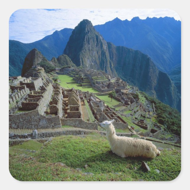 Pegatina Cuadrada Sudamérica, Perú. Una llama descansa sobre una col (Anverso)