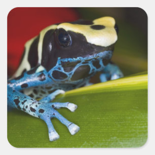 Pegatina Cuadrada Sudamérica, República de Surinam. Detalle