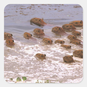 Pegatina Cuadrada Sudamérica, Venezuela, región de los Llanos.