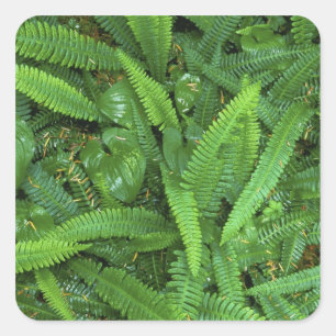Pegatina Cuadrada Suelo del bosque, bosque lluvioso de Quinault, Par