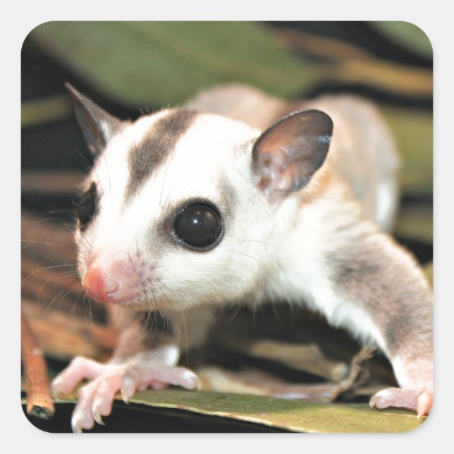 Pegatina Cuadrada Sugar Glider (Anverso)