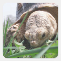 Sulcata Tortoise cerca de la mancha en la plaza de
