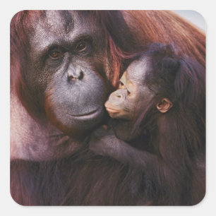 Pegatina Cuadrada Sumatra Sumatra Orangutan con su bebé, Pongo