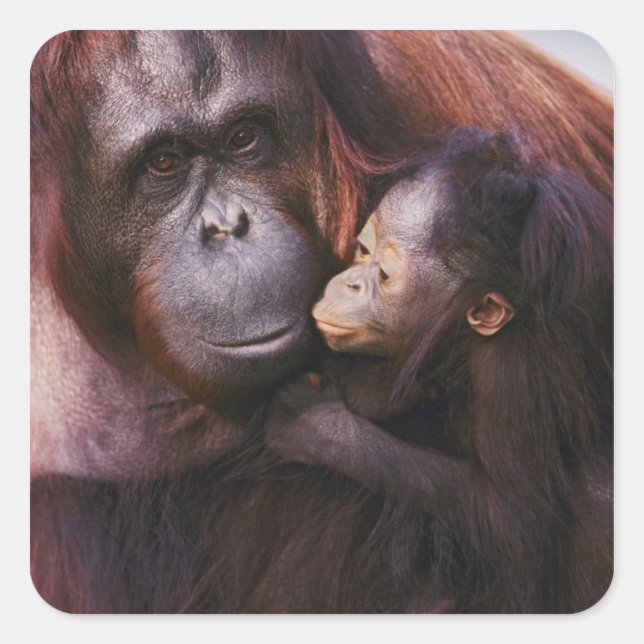 Pegatina Cuadrada Sumatra Sumatra Orangutan con su bebé, Pongo (Anverso)