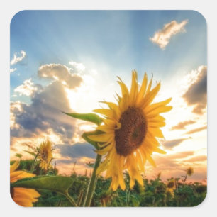 Pegatina Cuadrada Sunflower
