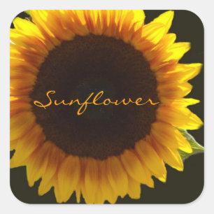 Pegatina Cuadrada Sunflower Luminoso