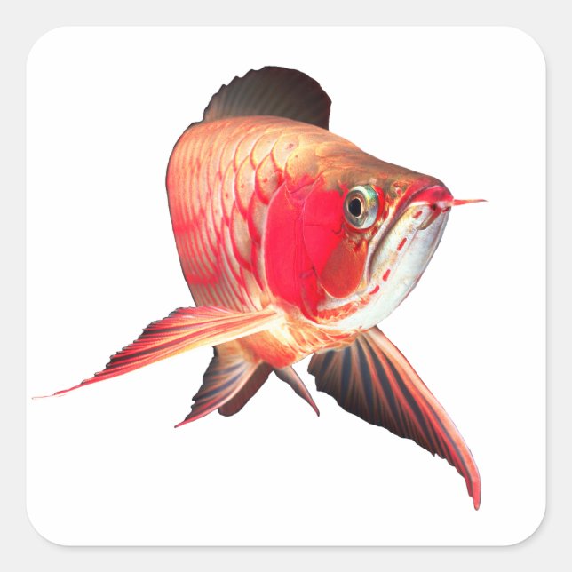 Pegatina Cuadrada Super Red Arowanaの製品 (Anverso)