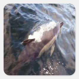 Pegatina Cuadrada Superficie delfín común