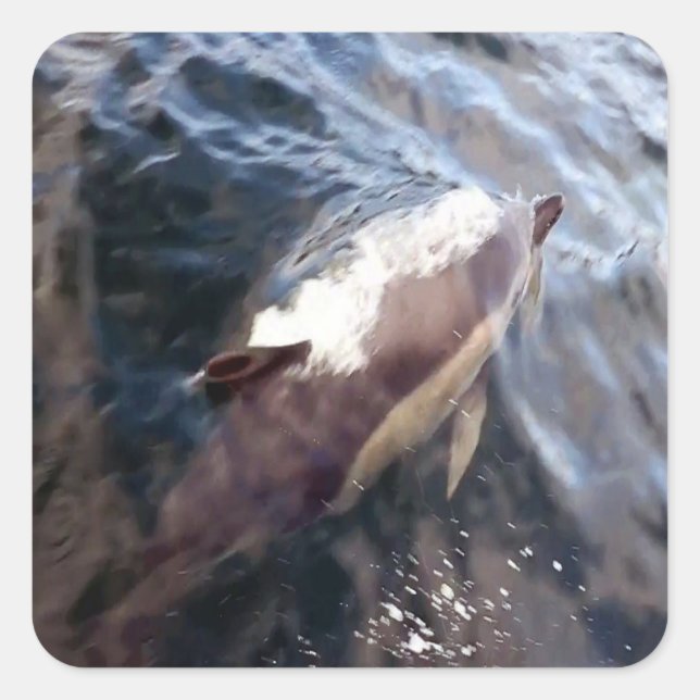 Pegatina Cuadrada Superficie delfín común (Anverso)