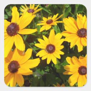 Pegatina Cuadrada Susans de ojos negros - Rudbeckias