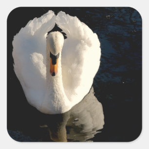 Pegatina Cuadrada Swan