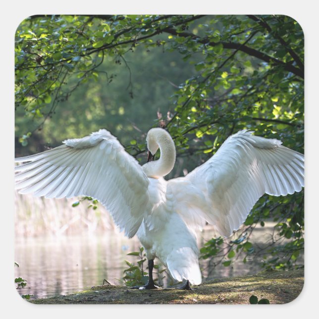 Pegatina Cuadrada Swan con alas extendidas (Anverso)