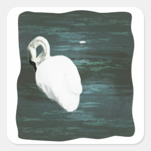 Pegatina Cuadrada Swan en el estanque