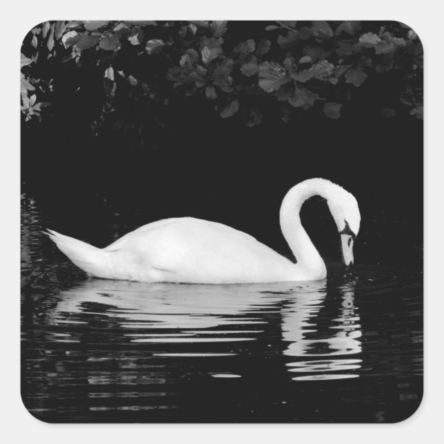 Pegatina Cuadrada Swan, Roath Park, Cardiff. (Anverso)