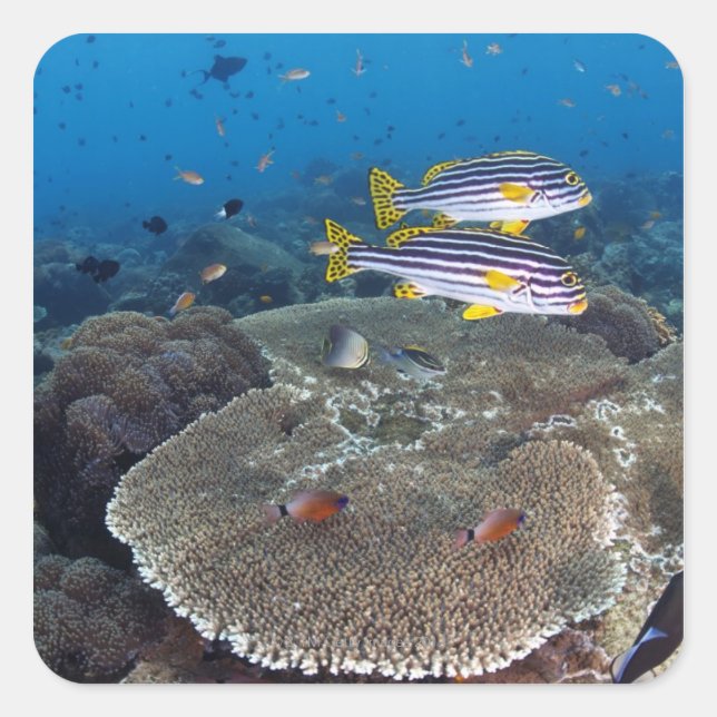 Pegatina Cuadrada Sweetlip Fish (Anverso)