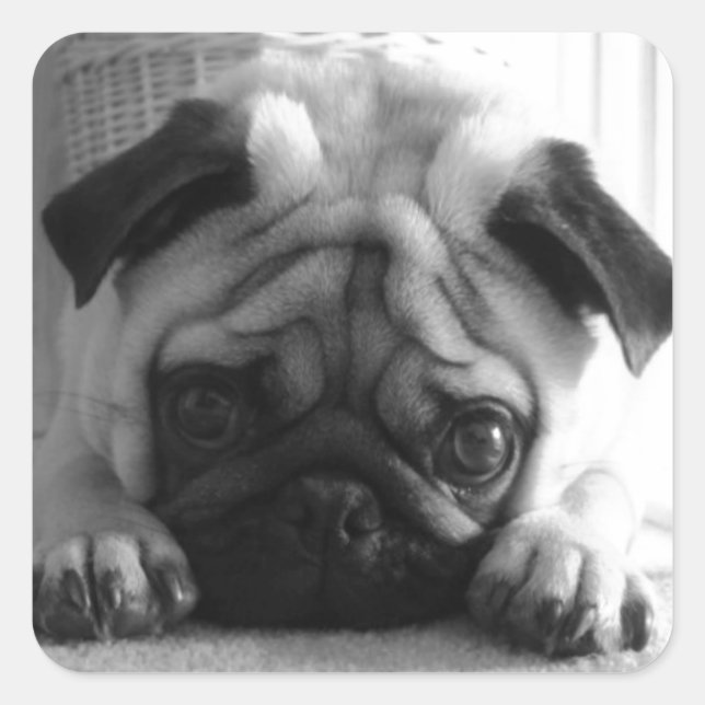 Pegatina Cuadrada SweetPea Pugs (Anverso)