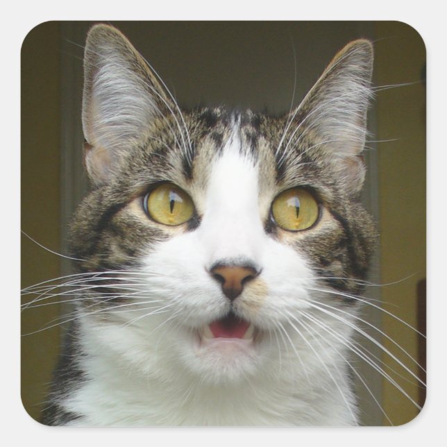 Pegatina Cuadrada Syrus Shocked Pegatinas 0001 (Anverso)