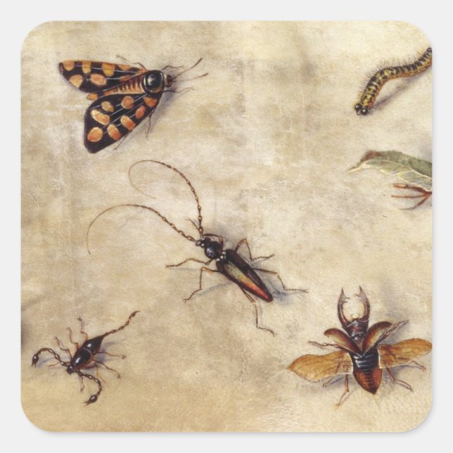 Pegatina Cuadrada T31567 Estudio de varios insectos, fruta y anima (Anverso)