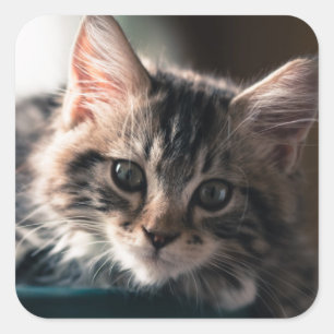 Pegatina Cuadrada Tabby dulce