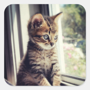 Pegatina Cuadrada Tabby Kitten Watching