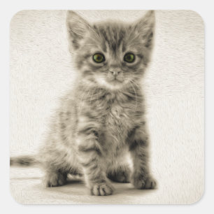 Pegatina Cuadrada Tabby Kitty