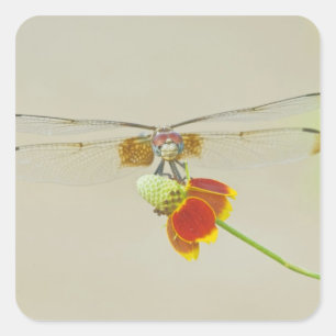 Pegatina Cuadrada Tachuela ajedrezada (Dythemis fugax) en Mexicano