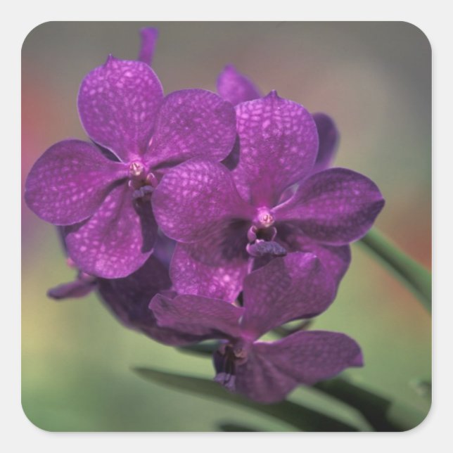 Pegatina Cuadrada Tailandia, norte de Tailandia, cerca de Chang Mai, (Anverso)