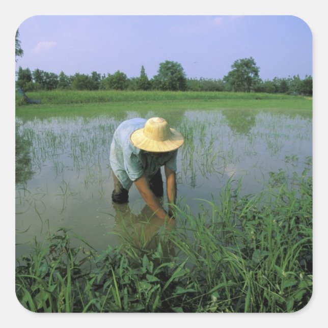 Pegatina Cuadrada Tailandia, Sukhothai. Arrocero. SR. (Anverso)