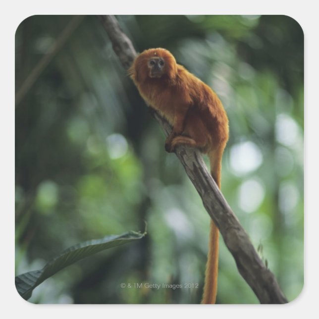 Pegatina Cuadrada Tamarino de león dorado (Leontopithecus rosalia) (Anverso)