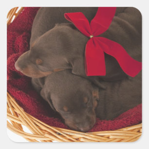 Pegatina Cuadrada También Doberman Pincher. Perro doméstico de tamañ