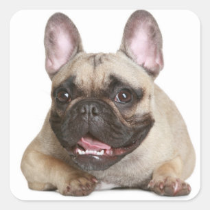 Pegatina Cuadrada Tan Bulldog francés marrón / Perro porcino negro