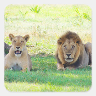 Pegatina Cuadrada Tanzania: Safari de Leones en la pantalla de Pegat