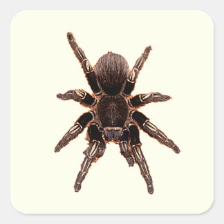 Pegatina Cuadrada Tarantula