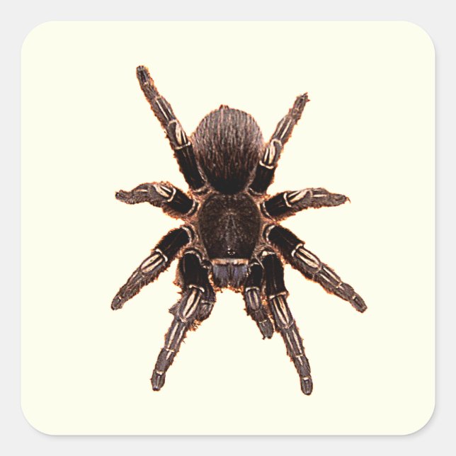 Pegatina Cuadrada Tarantula (Anverso)