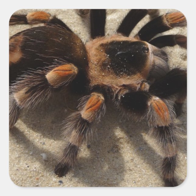 Pegatina Cuadrada Tarantula brachypelma rodilla roja venenosa (Anverso)