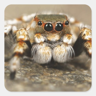 Pegatina Cuadrada Tarantula Jumping Bird Spider accesorios impresion