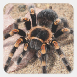 Pegatina Cuadrada Tarantula Spider